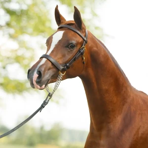 Billy Royal pro Training Halter with Browband Full Size