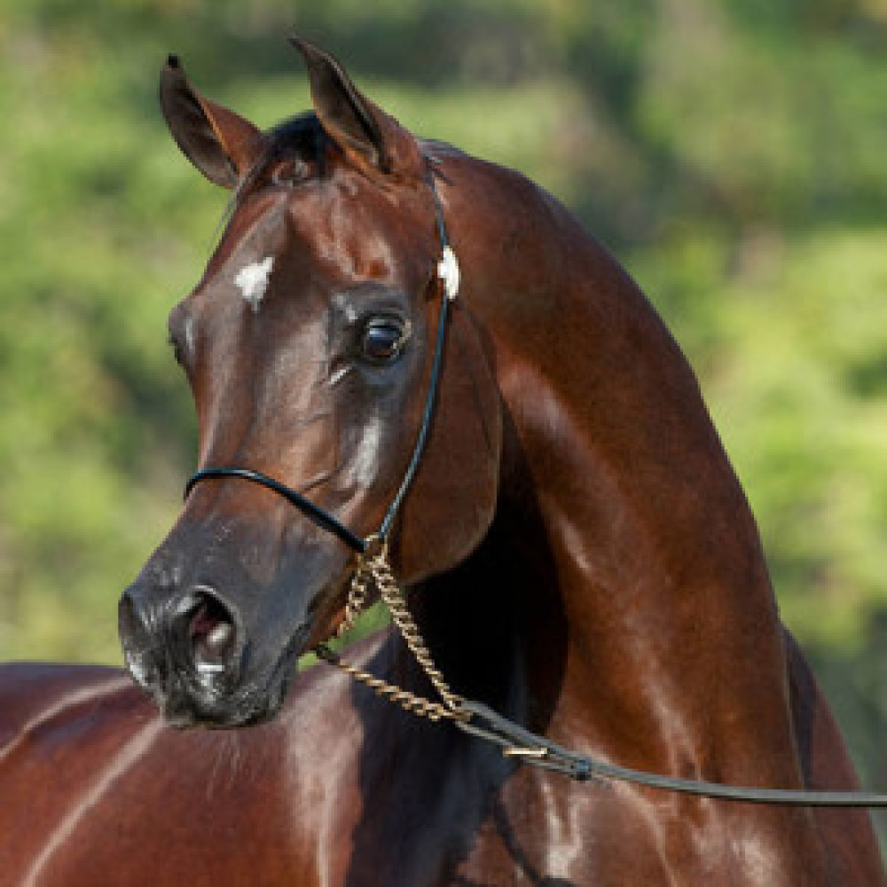 MZ Show Halter Black With Gold Ring